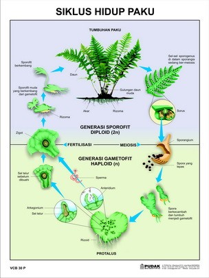 Carta Siklus Hidup Paku 