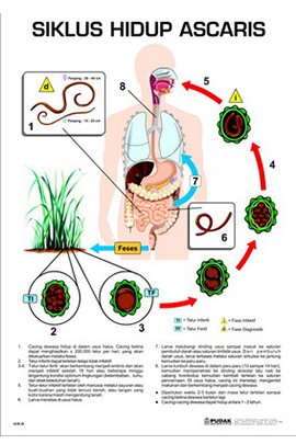 Carta Siklus Hidup Ascaris